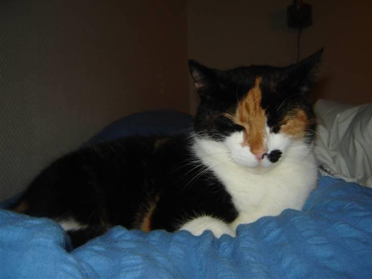 Huskat Mille billede 10