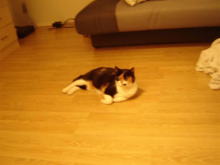 Huskat Mille billede 11