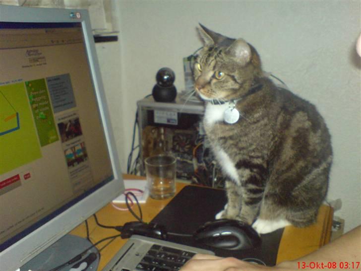 Huskat Helios R.I.P ! <3 billede 1