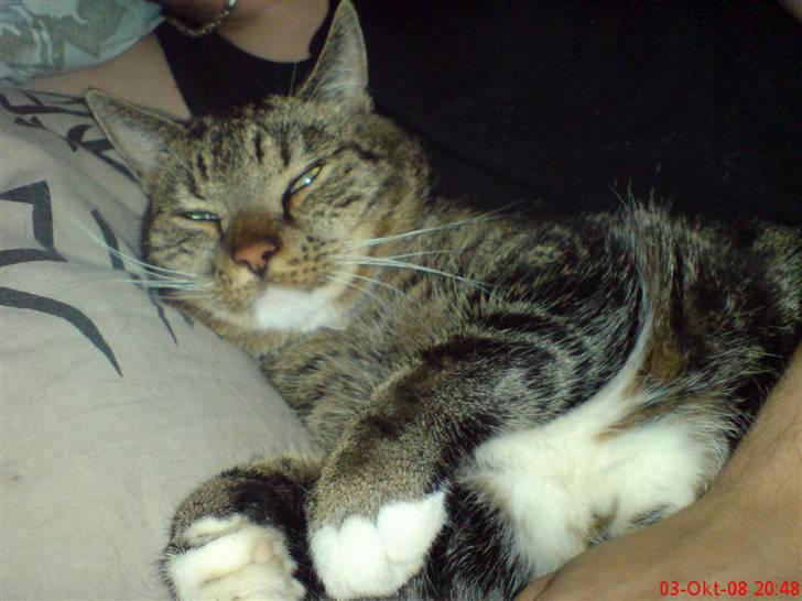 Huskat Helios R.I.P ! <3 billede 2