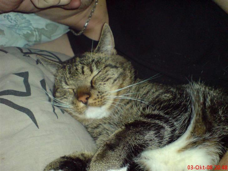 Huskat Helios R.I.P ! <3 billede 3