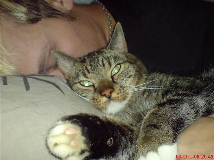 Huskat Helios R.I.P ! <3 billede 4