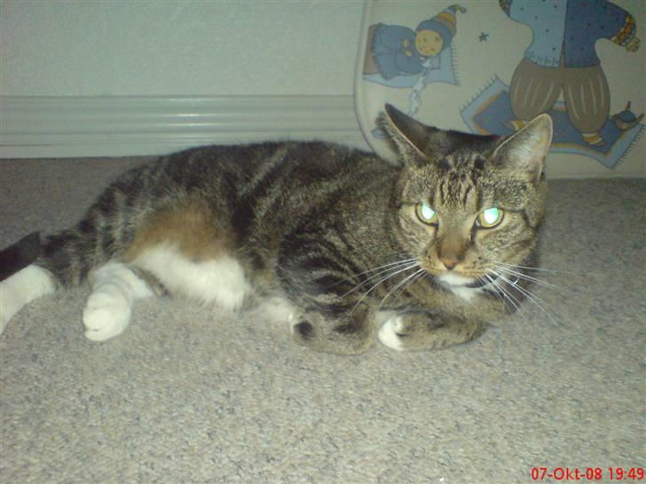 Huskat Helios R.I.P ! <3 billede 5