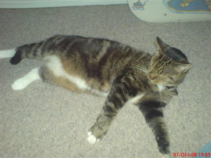 Huskat Helios R.I.P ! <3 billede 6