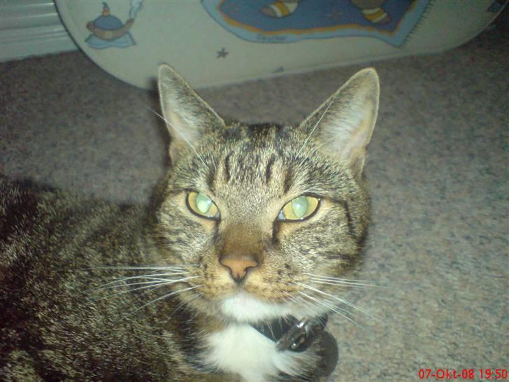 Huskat Helios R.I.P ! <3 billede 7