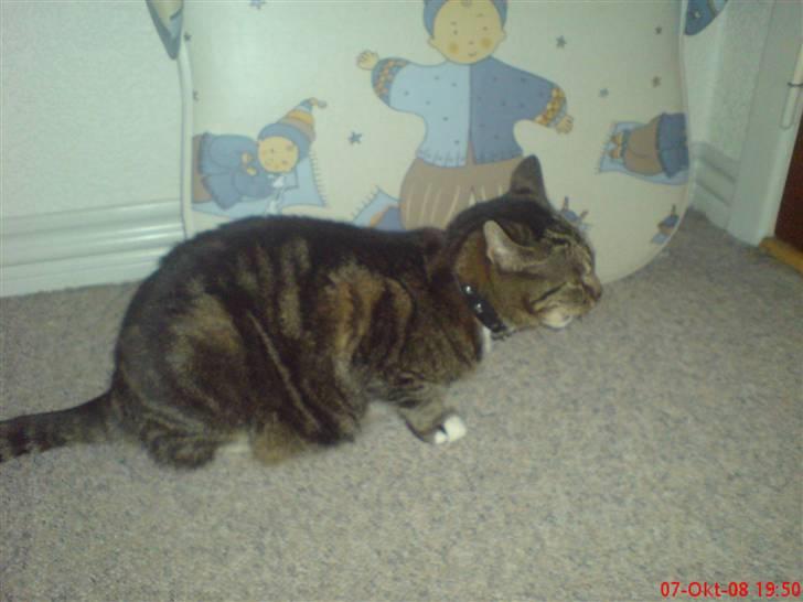 Huskat Helios R.I.P ! <3 billede 8