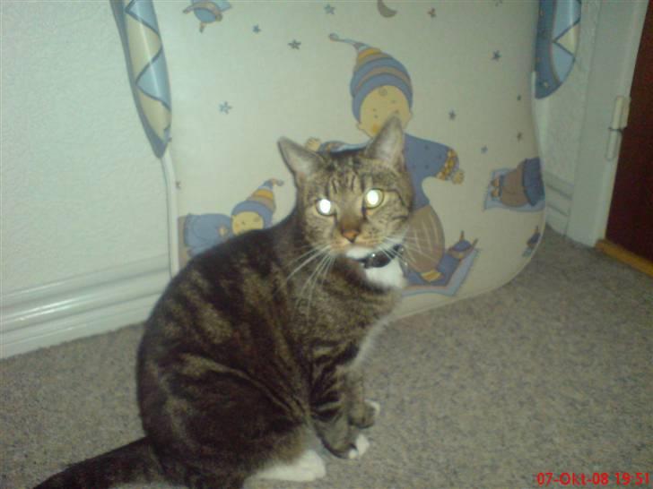 Huskat Helios R.I.P ! <3 billede 9