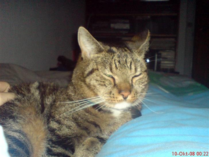 Huskat Helios R.I.P ! <3 billede 10