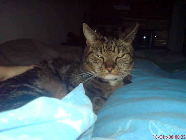 Huskat Helios R.I.P ! <3 billede 11