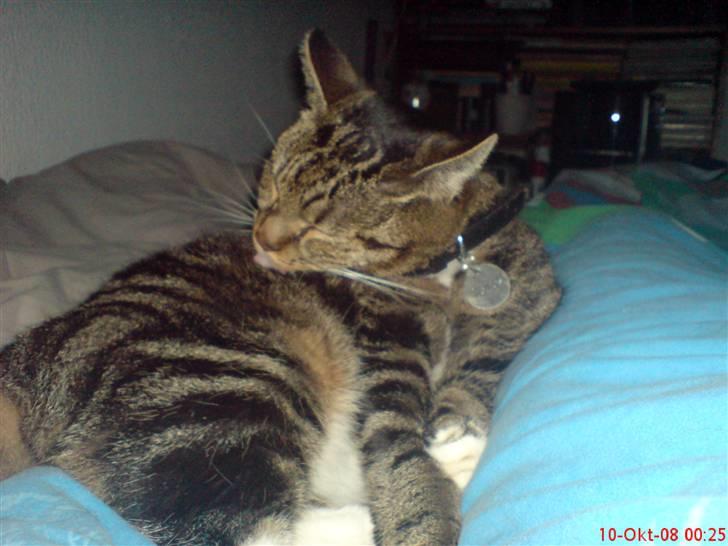 Huskat Helios R.I.P ! <3 billede 12