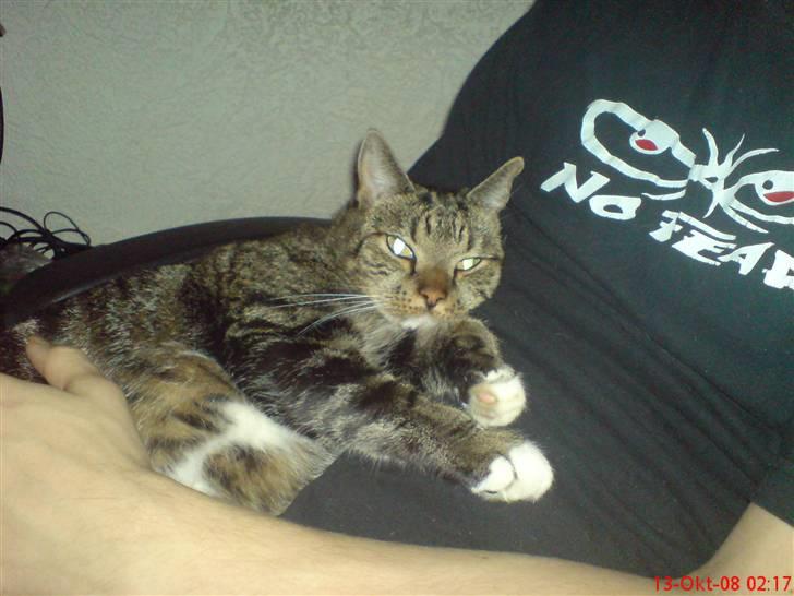 Huskat Helios R.I.P ! <3 billede 13