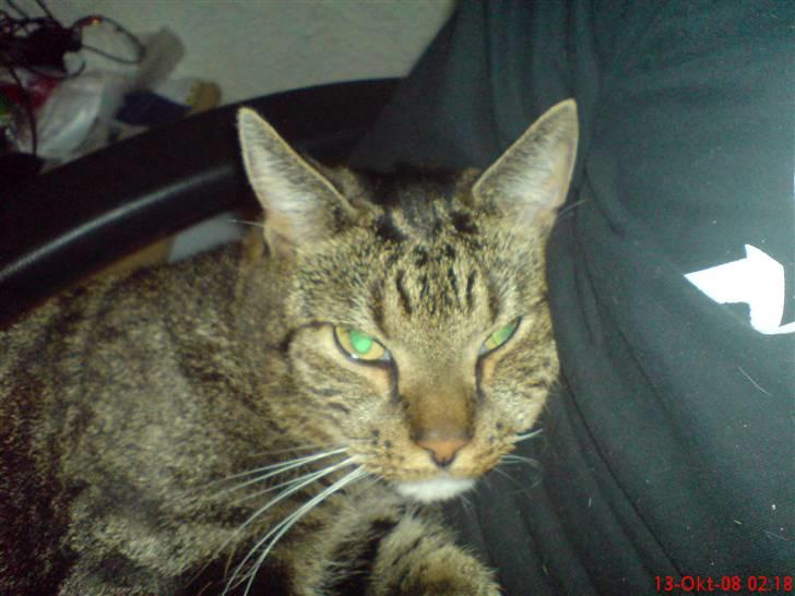 Huskat Helios R.I.P ! <3 billede 15