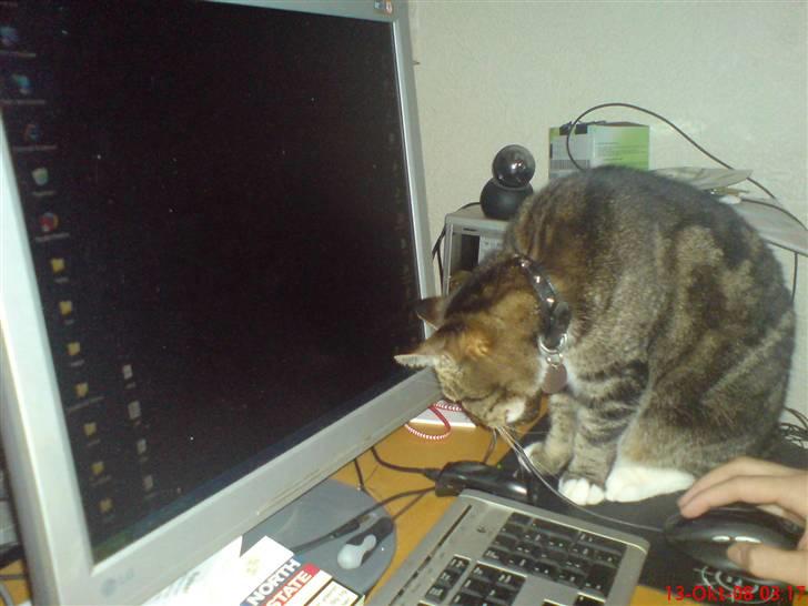 Huskat Helios R.I.P ! <3 billede 16