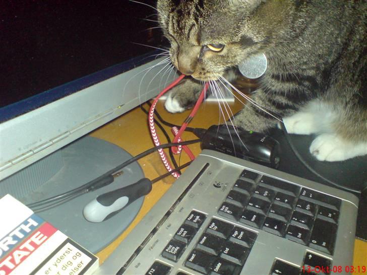 Huskat Helios R.I.P ! <3 billede 17