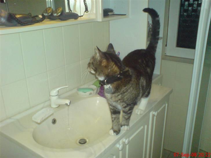 Huskat Helios R.I.P ! <3 billede 20