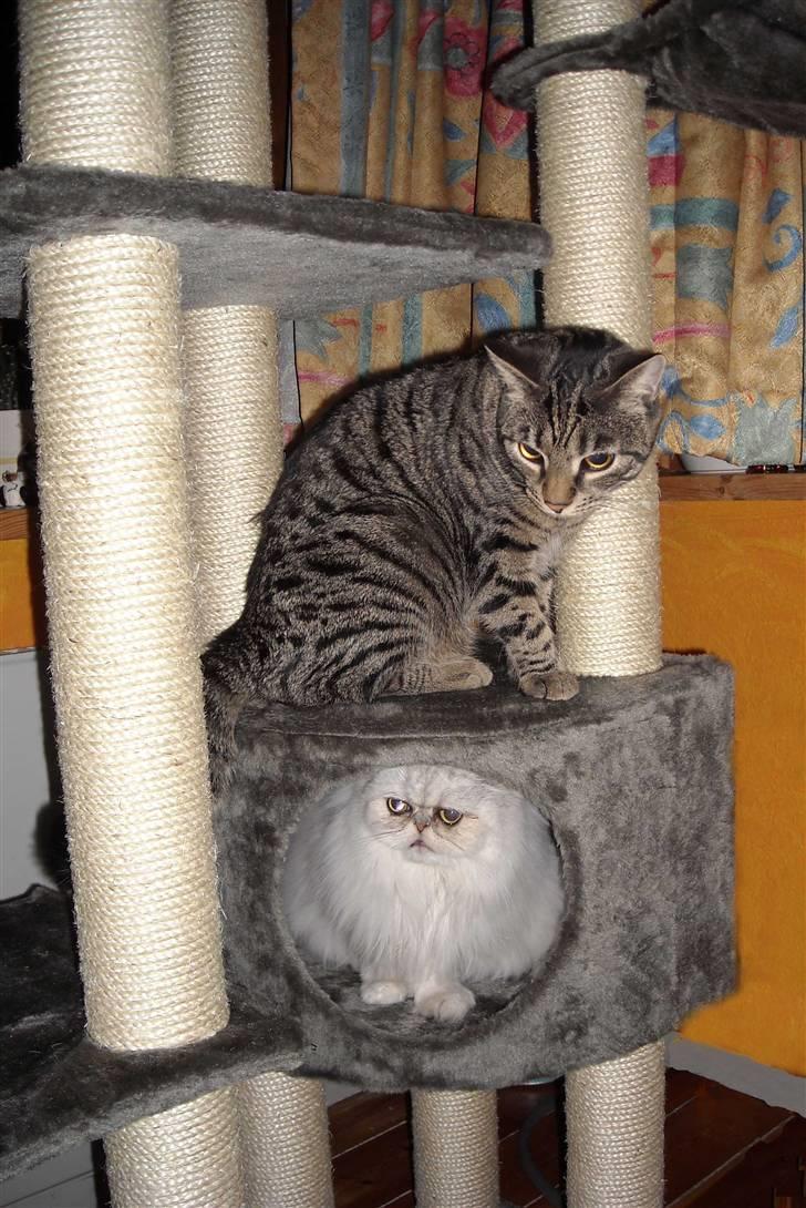 Perser Bianca - Kattenes nye legetøj :) billede 7
