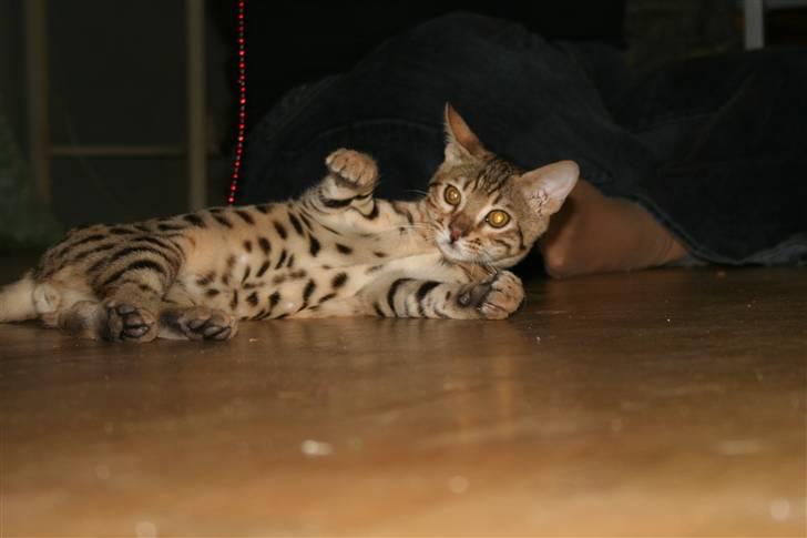 Bengal               Anubis billede 3