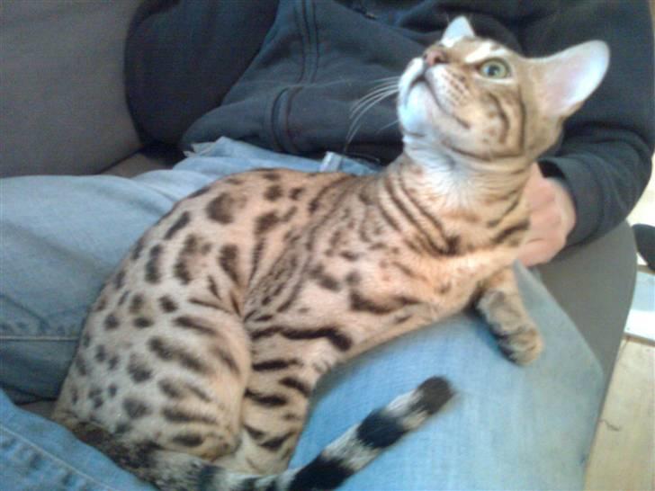 Bengal               Anubis billede 4