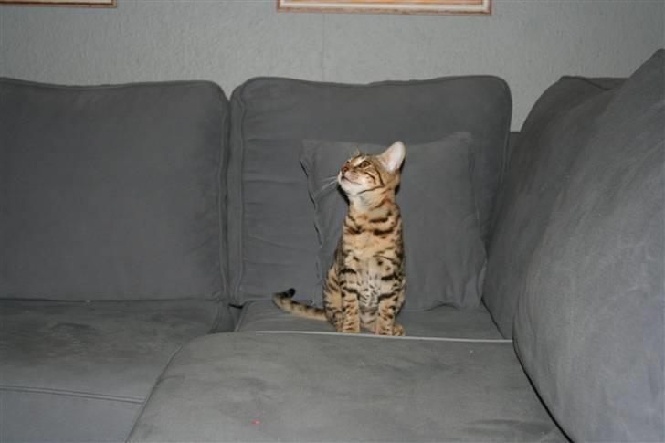 Bengal               Anubis billede 5