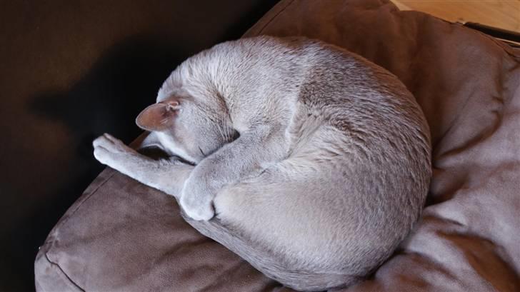 Burmeser Cleopatra - Cleo sover meget mystisk  billede 15