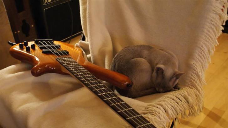 Burmeser Cleopatra billede 16