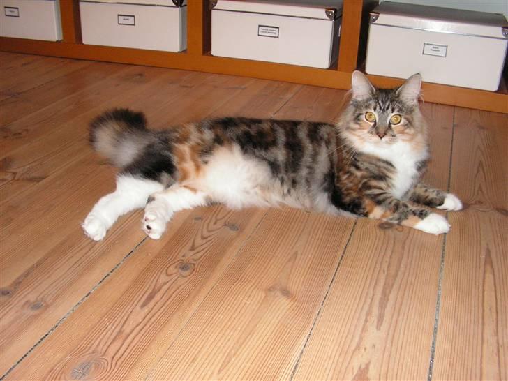 Maine Coon Chili billede 1