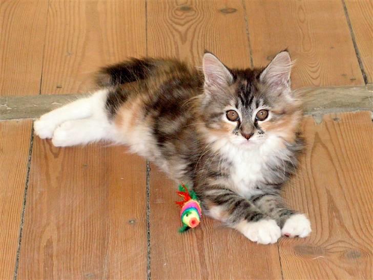 Maine Coon Chili billede 2