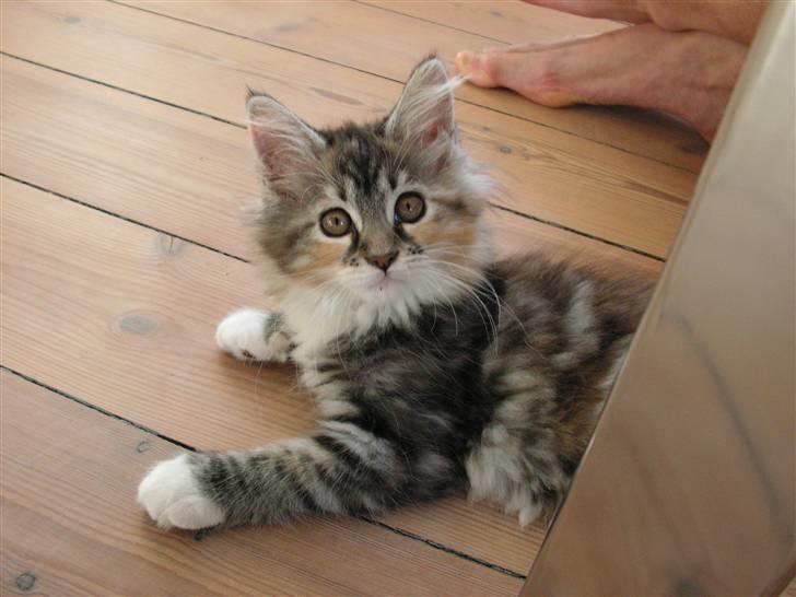 Maine Coon Chili billede 3