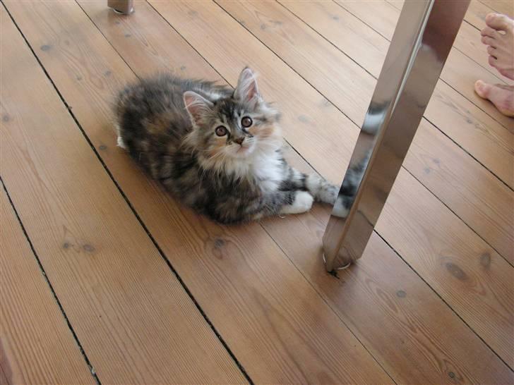 Maine Coon Chili billede 4