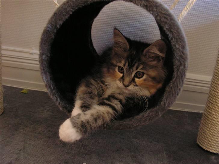 Maine Coon Chili billede 5