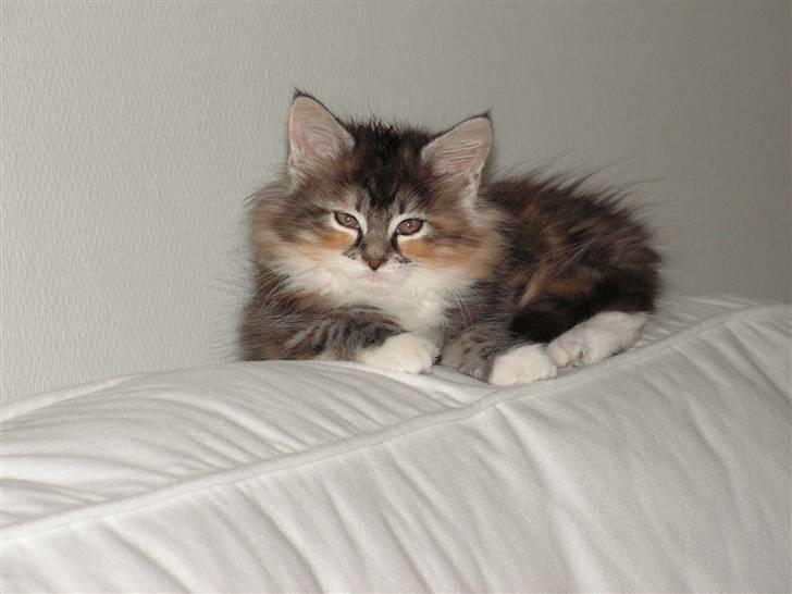 Maine Coon Chili billede 6