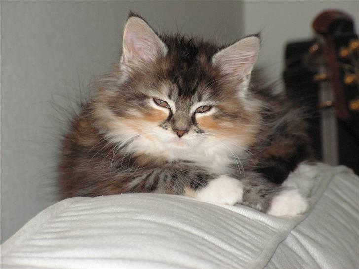 Maine Coon Chili billede 7