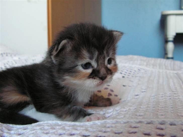 Maine Coon Chili billede 8