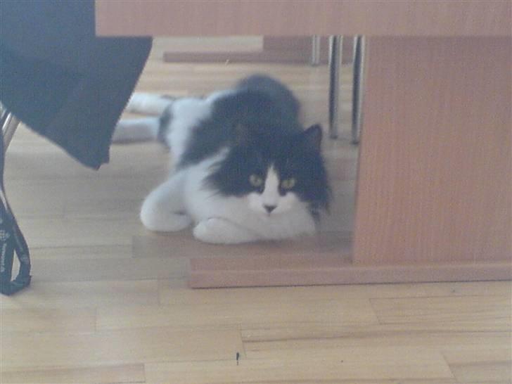 Norsk Skovkat Miss Tizzy - Lå og sov men hvis du tager billeder kan jeg da lige kigge op;) billede 7