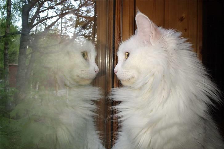 Maine Coon Karismas Our White Rose billede 3