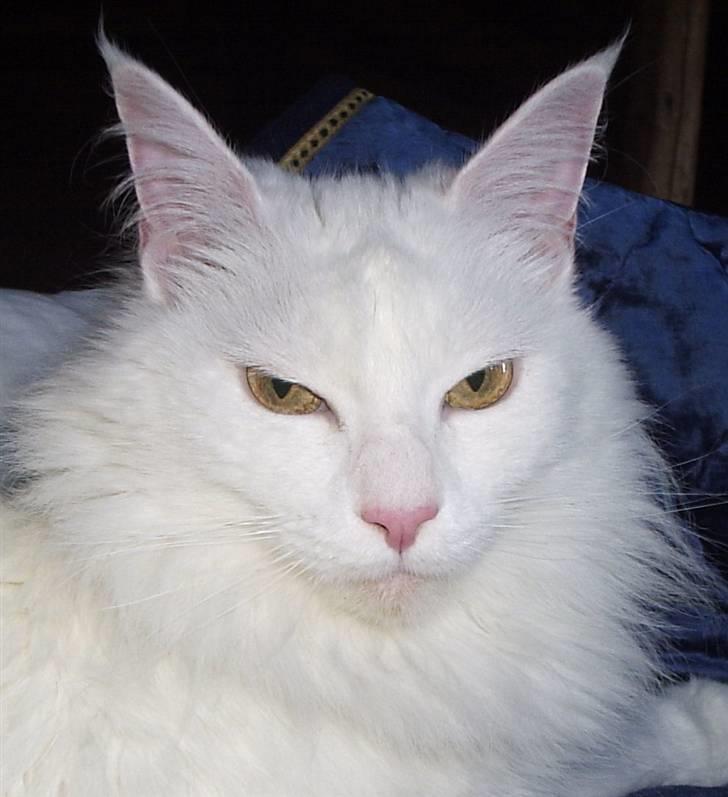 Maine Coon Karismas Our White Rose billede 4