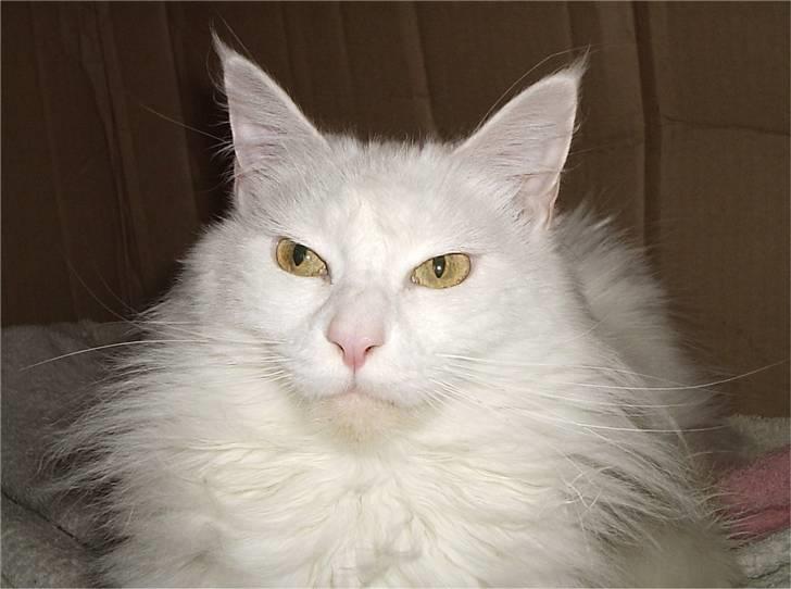 Maine Coon Karismas Our White Rose billede 5