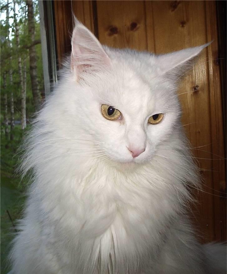 Maine Coon Karismas Our White Rose billede 6