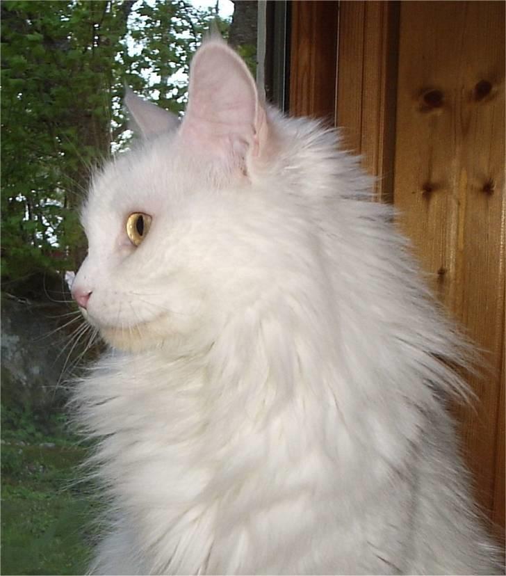 Maine Coon Karismas Our White Rose billede 7