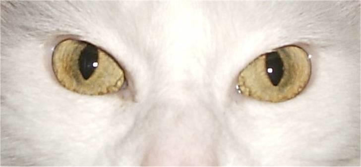 Maine Coon Karismas Our White Rose billede 8