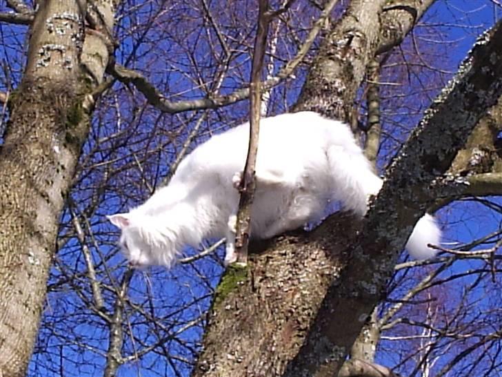 Maine Coon Karismas Our White Rose billede 9