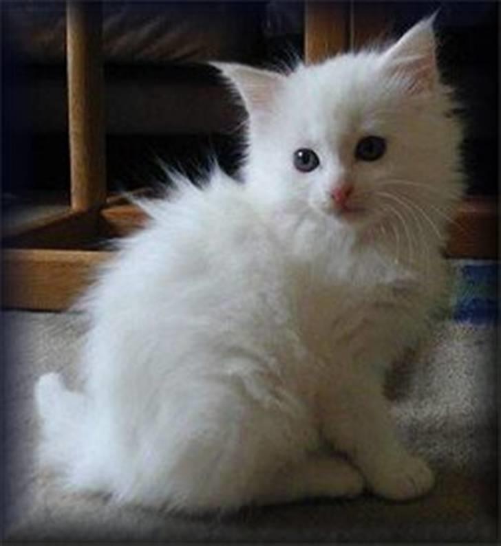 Maine Coon Karismas Our White Rose billede 10