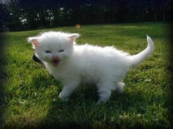 Maine Coon Karismas Our White Rose billede 11