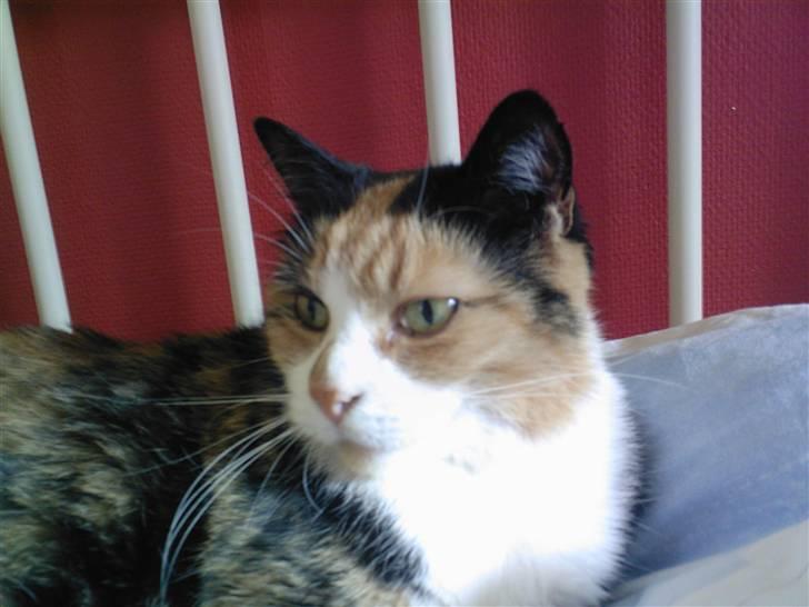 Huskat Sisse billede 1