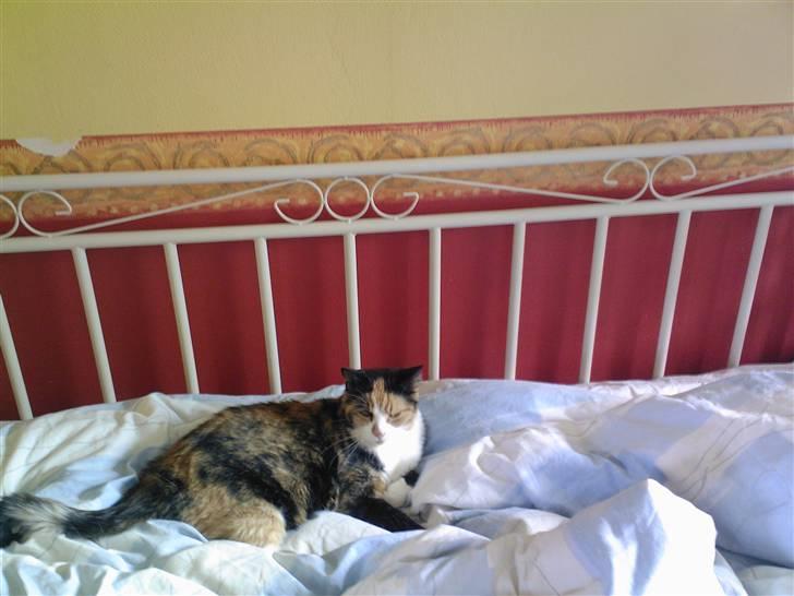 Huskat Sisse billede 2