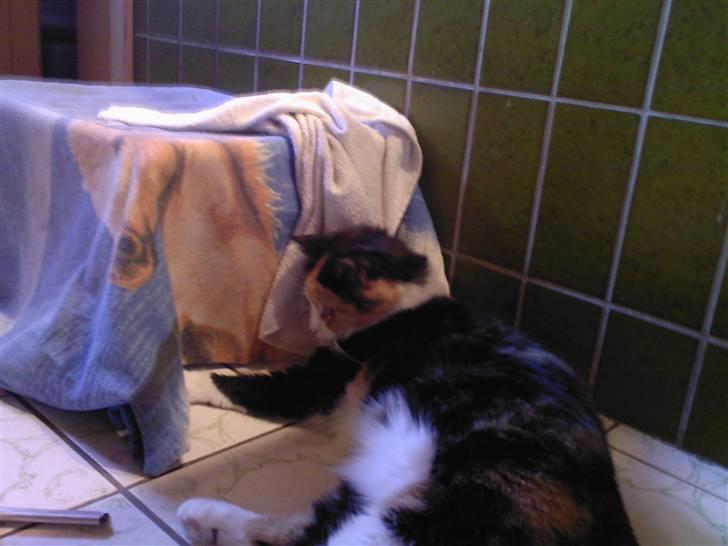 Huskat Sisse billede 3