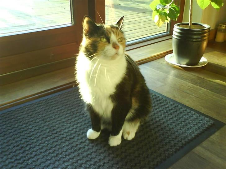 Huskat Sisse billede 4