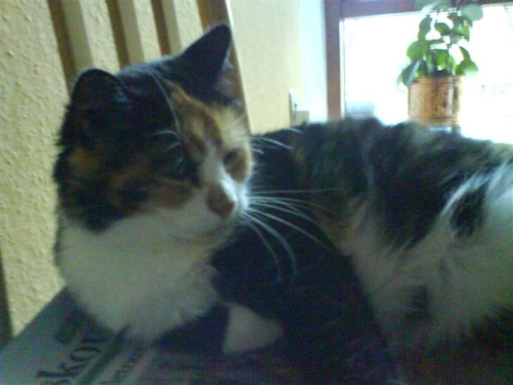 Huskat Sisse billede 5