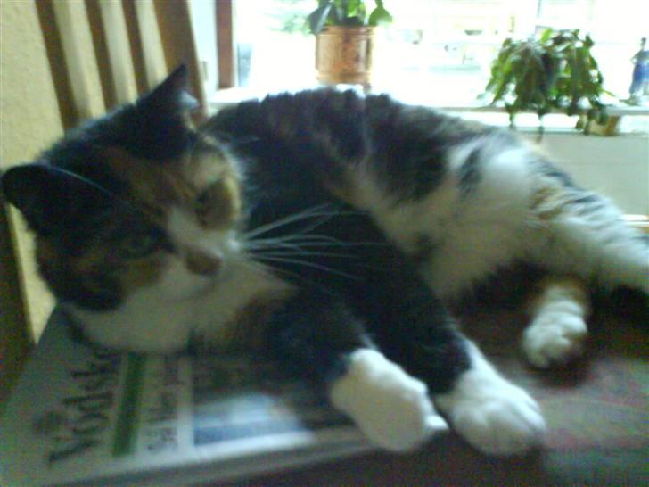 Huskat Sisse billede 6