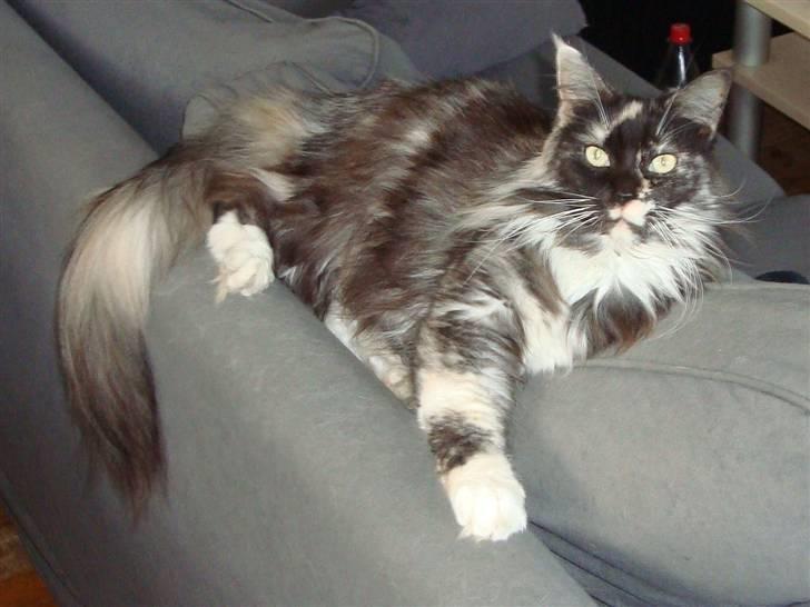 Maine Coon SnowAngels Gizmone billede 5